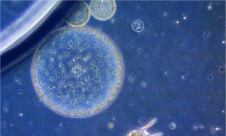 Gümüşü nanohissəciklər yosunlara  mənfi təsir göstərir