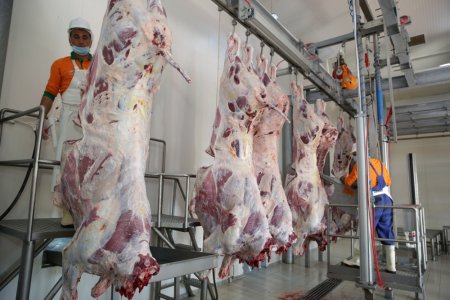Neftçala ətçiləri heyvandarlığı inkişaf etdirmək fikirindədilər