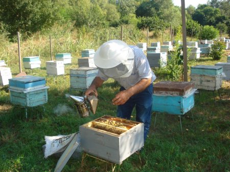 Zaqatala arıçıları arı ailələrini artırırlar