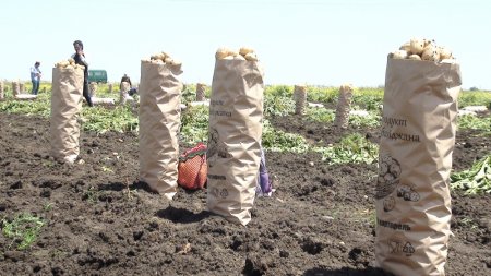 İsmayıllı kartof yığanları məhsul toplanışında