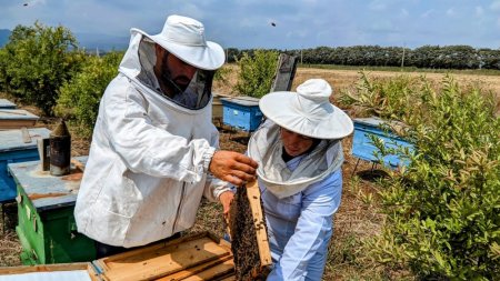 Masallı arıçıları arı ailələrinin sayını artırır