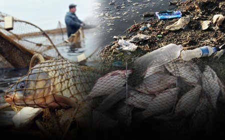 Balıq çirkabı öz bədəninə tez çəkən bir canlıdır