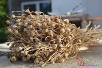 Üzərrik(Peganum harmala)bitkisinin ölkə ərazisindən çıxarılmasına qadağa